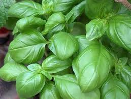 basilic