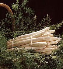 asperges-blanches-alsace-zAS1